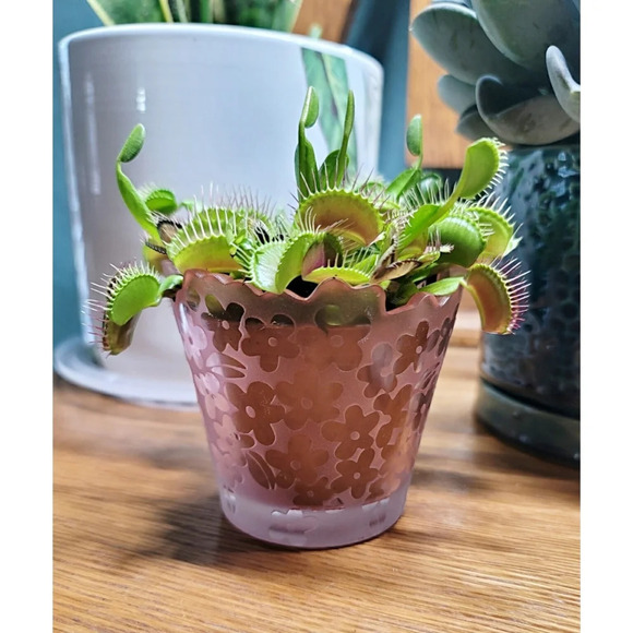 Pink Pressed and Frosted Scalloped Edge Glass Candle Holder - Picture 3 of 10